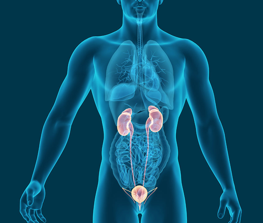 Ilustração do corpo humano destacando o sistema urinário